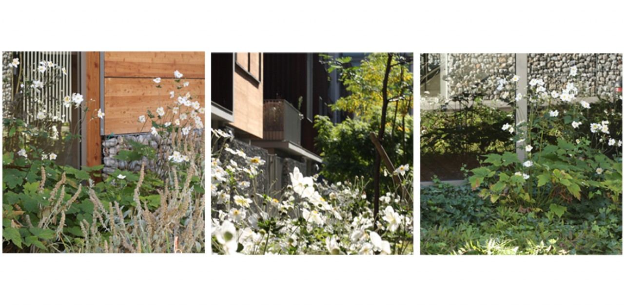 Triptyque de fleurs de l'espace extérieur de la Villa Respiro à Romainville